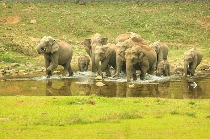 Anakulam Elephant Trail